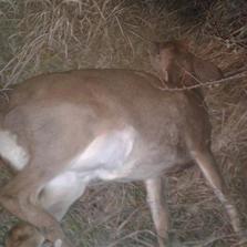 2020 Deer Hunting